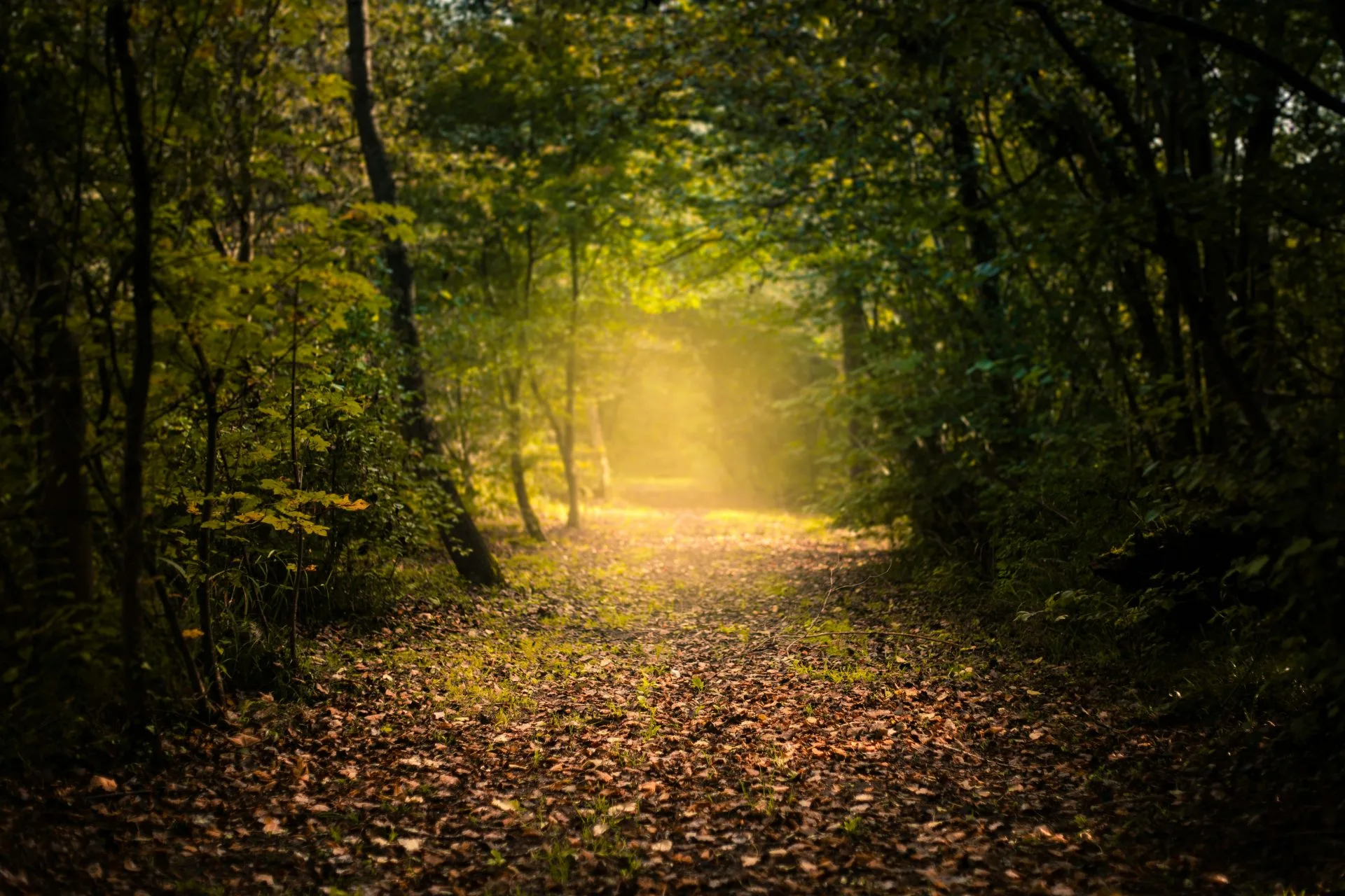 Forest path opening toward warm light