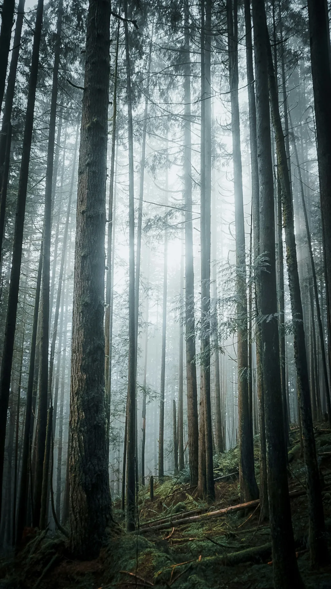 Sunlight filtering through a misty evergreen forest in British Columbia